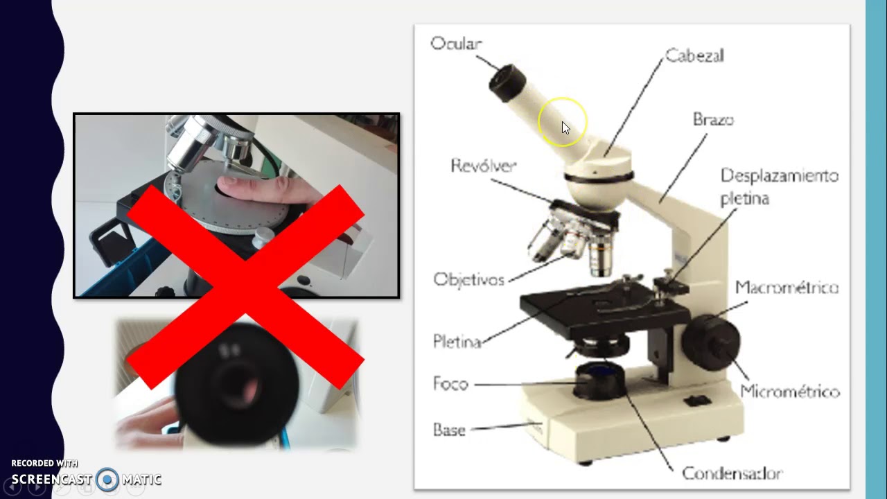 Métodos de estudio de la célula: microscopio - YouTube