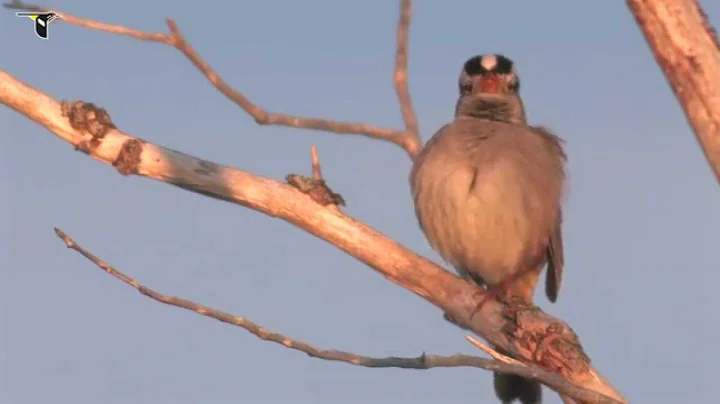 White-crowned Sparrow