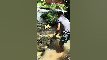 Trải Nghiệm Bắt Cá Lóc Và Cái Kết #trainghiem