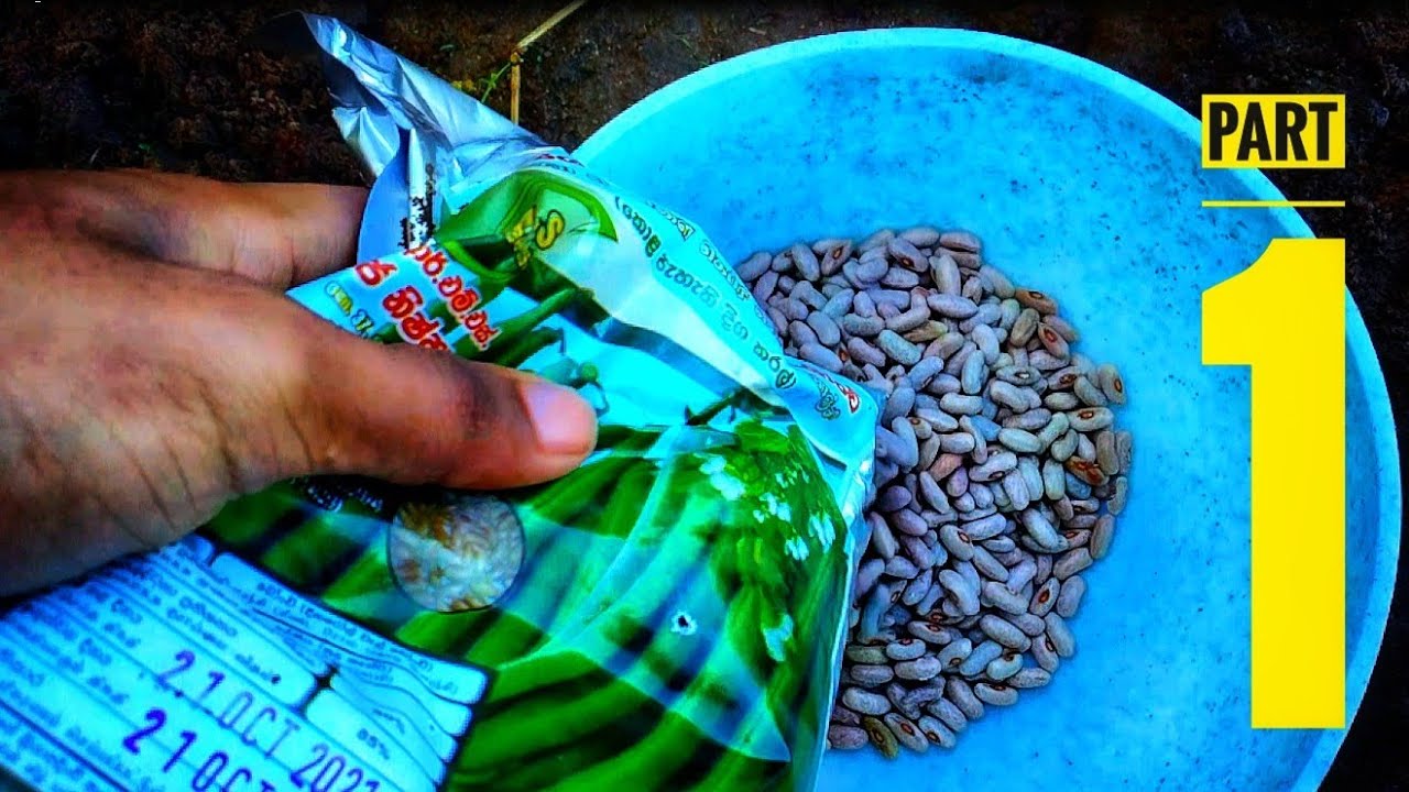 Land preparation and planting of green beans seeds YouTube