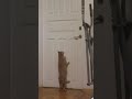 Кошка требует открыть двери