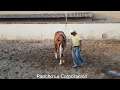 Caballos de Rienda en entrenamiento en Rancho La Corporación