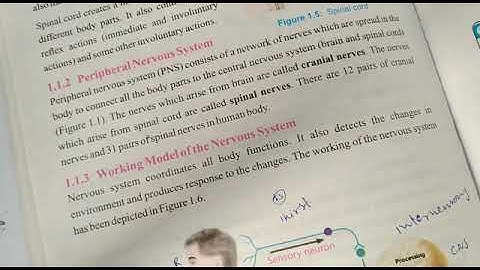 Class 8 Subject Science Chapter 1 Topic Peripheral Nervous System. Allied School