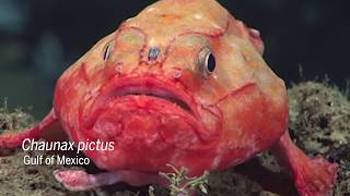 Snippet: Coffinfish "holding its breath" underwater Snippet: Coffinfish "holding its breath" underwater