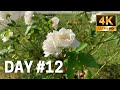4K Timelapse Video | White Roses | A Timelapse of Nature&#39;s Beauty | Ep. 4