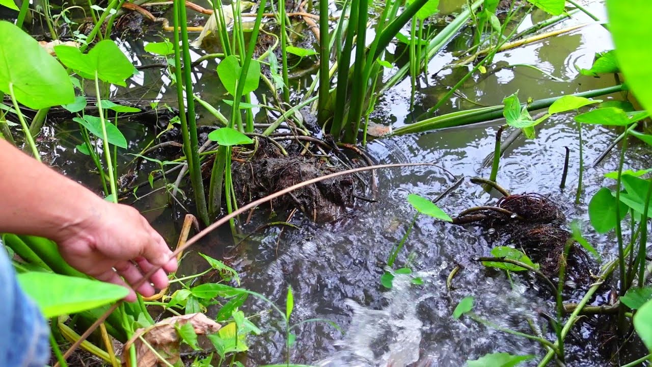 กินดีจัด!!ใส่เบ็ดในคลองเล็กๆติดเรียงๆวิ่งปลดปลาแทบไม่ทันหมานๆคือเก่า