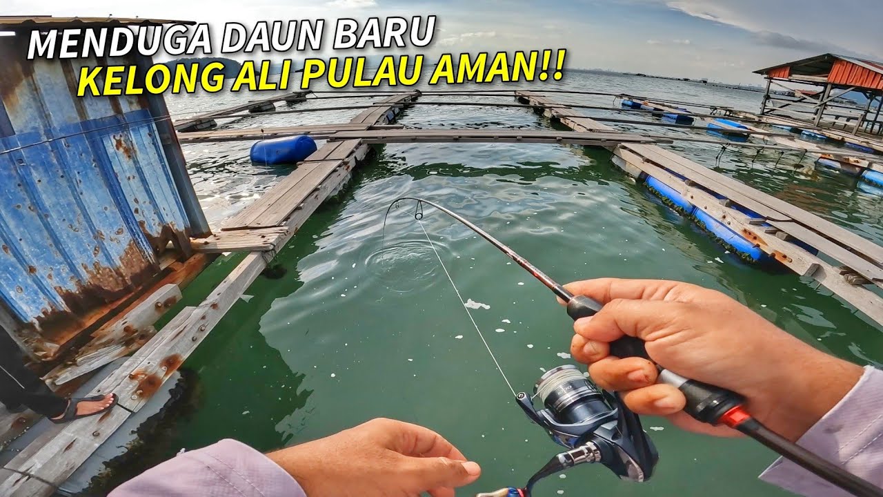 Strike BANYAK IKAN di Kelong Ali Pulau Aman!!