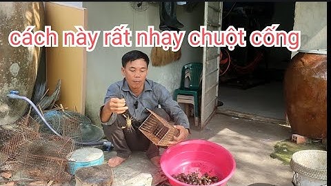 mẹo bẩy chuột cống nhum cực hay #mousetrap