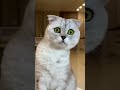 White Cat Staring at the Camera 🐱👀 | Cute &amp; Curious Moment #cat #catlife #animallife #catworld