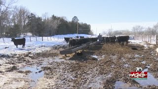 How the harsh winter has affected ranchers in Tripp County