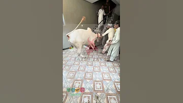 2024 Fateh Jangi Qurbani Cow Fatehjangbulls 2024 Pakistan Eiduladha2024 Qurbanicollection Vr 