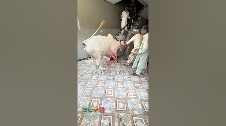 2024 fateh jangi qurbani #cow #fatehjangbulls #2024 #pakistan #eiduladha2024 #qurbanicollection #vr