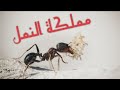 مملكة النمل عجائب الدنيا 