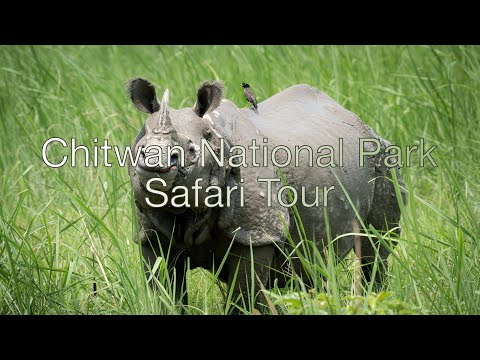 Wild Animals of the Chitwan National Park in Chitwan Nepal on Jungle Safari/4k with Sony A7iii