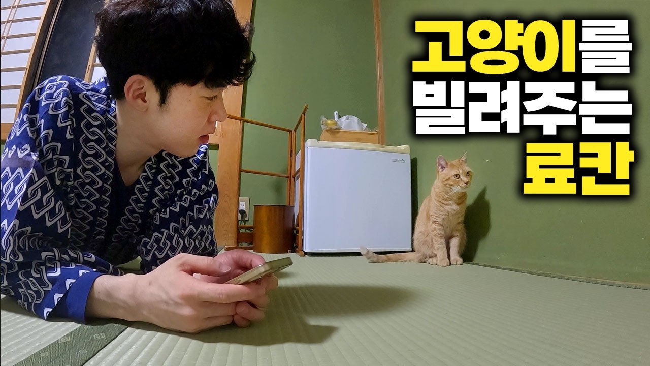 일본에 있는 고양이 료칸에서 특별한 경험을 했습니다