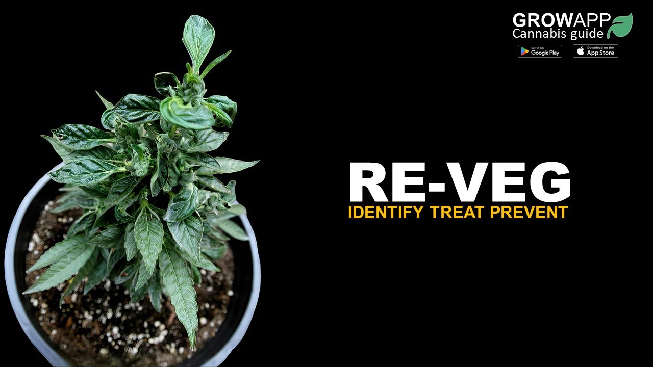 Accidental Re-vegging | Identify, Treat, Prevent