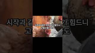 2024년 6월 8일 닭띠 운세 #오늘의운세 #띠별운세 #닭띠