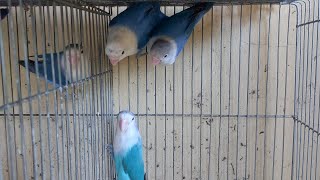 Lovebird Blue Series Color: Difference WITH COBALT AND VIOLET COLOUR
