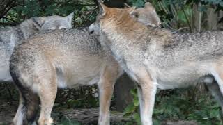 Alpha Omega Wolf - Dominance Behaviour