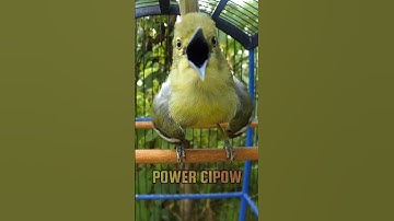 SIRTU GACOR SUARA JERNIH ISTIMEWA #birds #burung #sirtugacor #cipohgacor