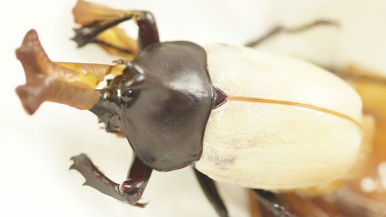 白いカブトムシ カブトムシの羽化 Mysterious Metamorphosis Of Japanese Rhinoceros Beetle Youtube