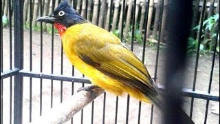 Kemerduan dan Kekristalan suara Burung Kutilang Emas Buat Masteran