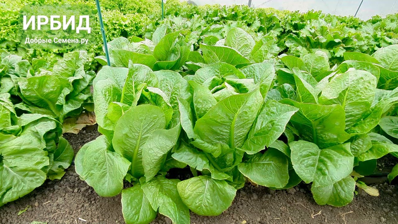 ИРБИД - салат ромен - продуктивность, качество, отличный вкус! Добрые Семена.ру