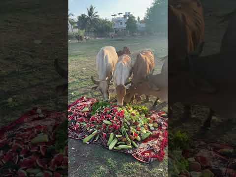 बेजुबानों के लिए सजाई फलों की खास दावत 🍉🐮 | Gau Seva #gaumata #helping #shortsfeed