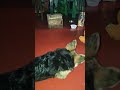 মায়ের প্রত্যেকটা কথা বুঝিয়ে শুনি #barkingbliss #doggielife #pets #dogslife #doggie #doggys