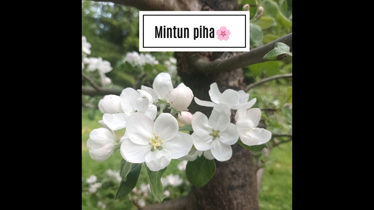 Ensikylvöjä ja kanavan esittelyä