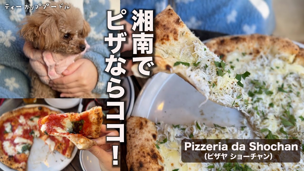 行列のナポリピザ 🍕小さなトイプー 🐶のほっぺたが落ちた日🤣‼️