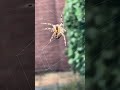 spider making the net