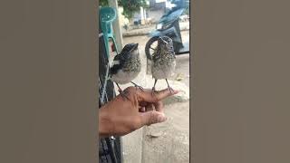 anakan burung kacer jantan dan betina