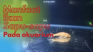Manfaat ikan sapu-sapu untuk akuarium kesayangan #akuarium #ikanhias #ikansapusapu
