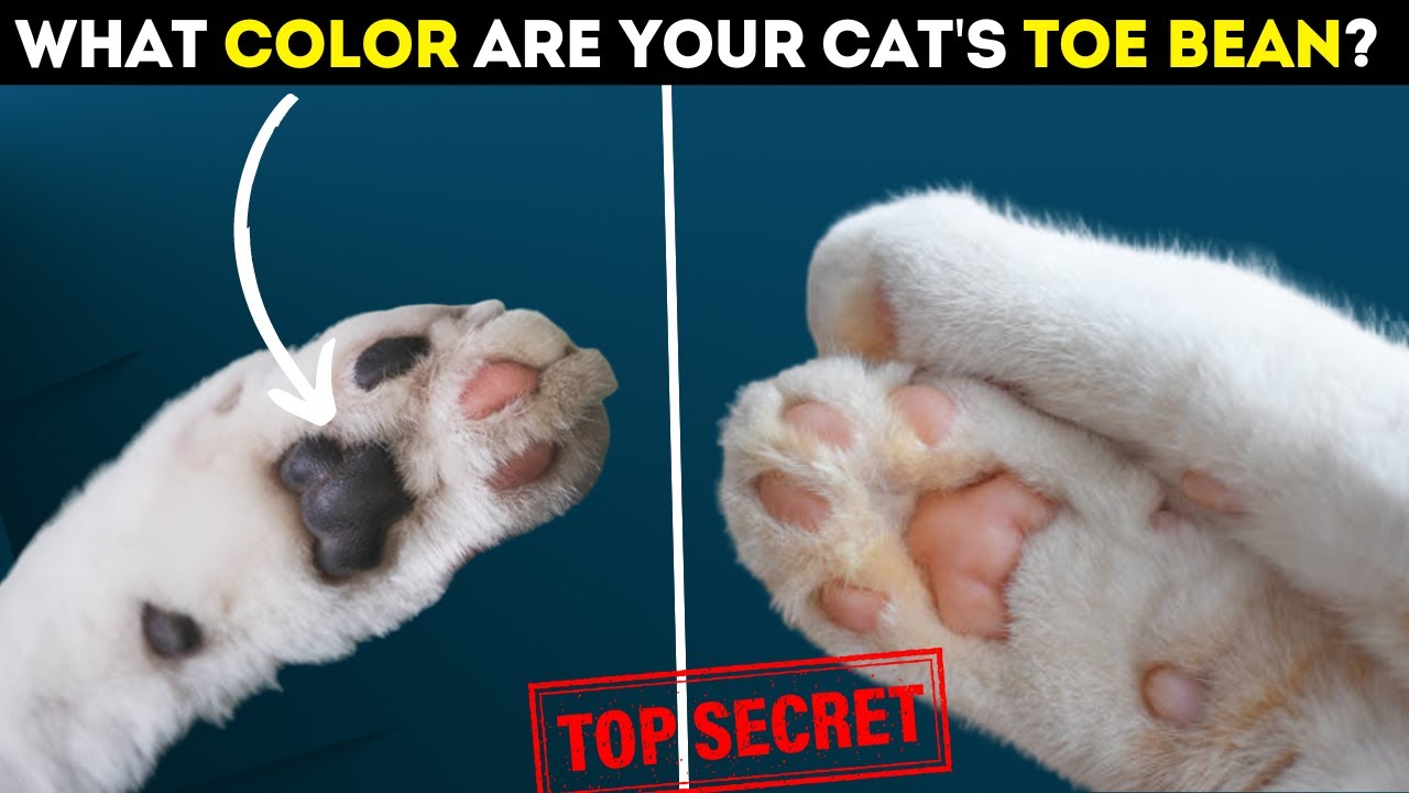 9 Hidden Secrets About Cat Toe Beans ( Paw Pads ) Explained by ...
