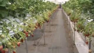 いちご狩り：やよいひめ(^^)