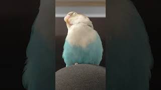 Pingu was so relaxed that he was falling asleep on my knee 🥹 #lovebirds #parrots #birds #pets #reels