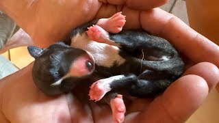 Whelping Whippet dog birthing & a SURPRISE 5th pup! So proud of MaMa Vi 💜 My heart is full of joy