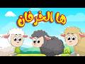 ها الخرفان أغاني أطفال تعليمية وكرتون مباشر ٢٤ ٧ قناة طم طم للأطفال بث مباشر 