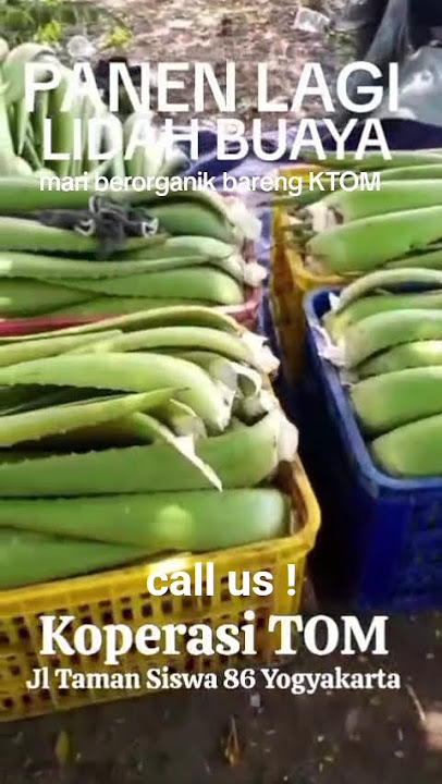 Tani Organik Mandiri Panen Lidah Buaya #aloevera