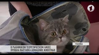 Сфинкс Вася и черепаха Микеланджело. Урок добра в Рыбнице Сфинкс Вася и черепаха Микеланджело. Урок добра в Рыбнице