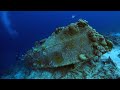 Marine Life and Ecosystem Interactions