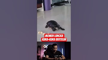 Momen langka kura-kura bertelur #shorts #unik #viral