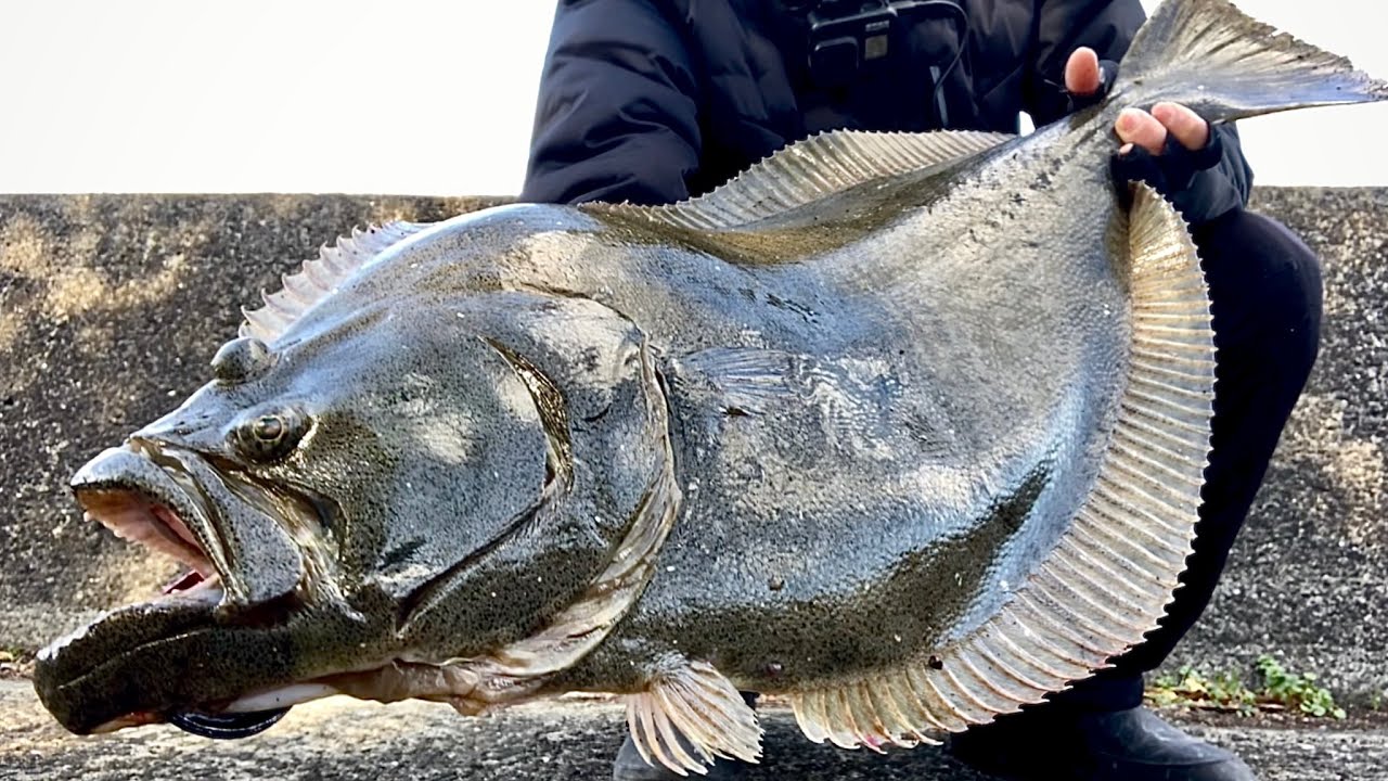 開始数投で座布団ヒラメが釣れる創作的ルアー釣り