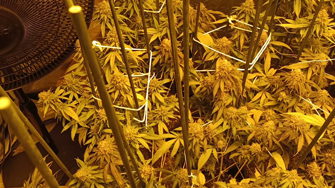 day 52 update indoor cannabis hps grow