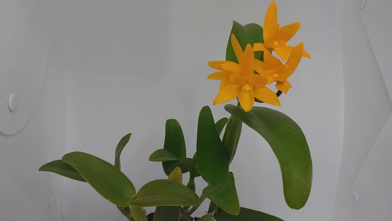 Cattleya aurantiaca yellow YouTube
