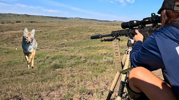 INSANE PREDATOR HUNTING ACTION | DEER ATTACKS COYOTE | SUPER CLOSE HUNTS IN 4K | 6.5 CREEDMOOR