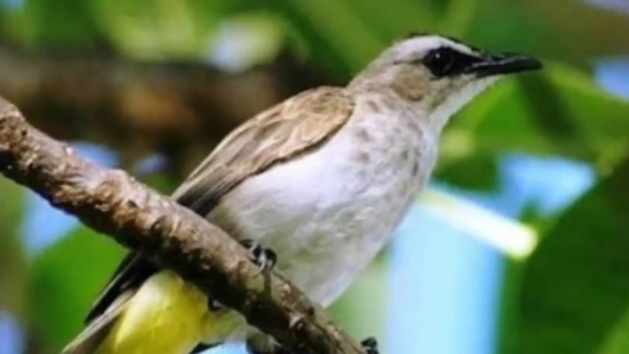 SUARA PIKAT BURUNG TRUCUKAN 