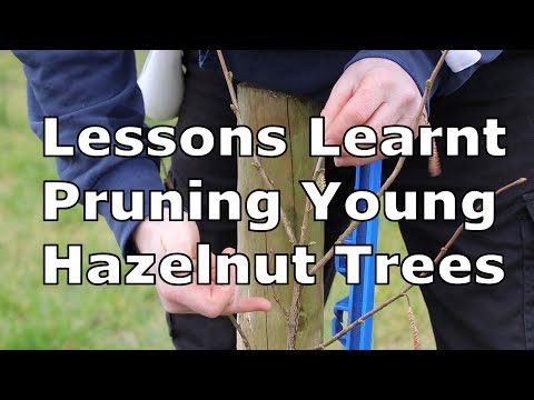 Video: Izobličeno obrezivanje lješnjaka - saznajte više o obrezivanju stabla lješnjaka s vadičepom