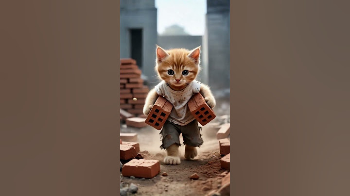 The Poor Cat Wearing a Torn Shirt was Laughed at By His Friends #cat #poorcat #hmminds